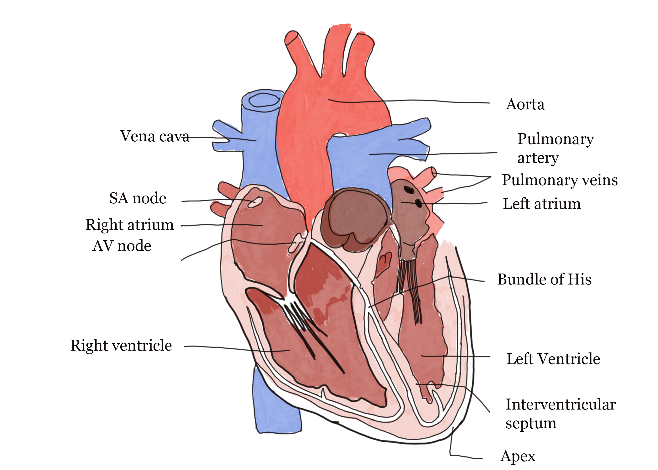 human circulatory system heart