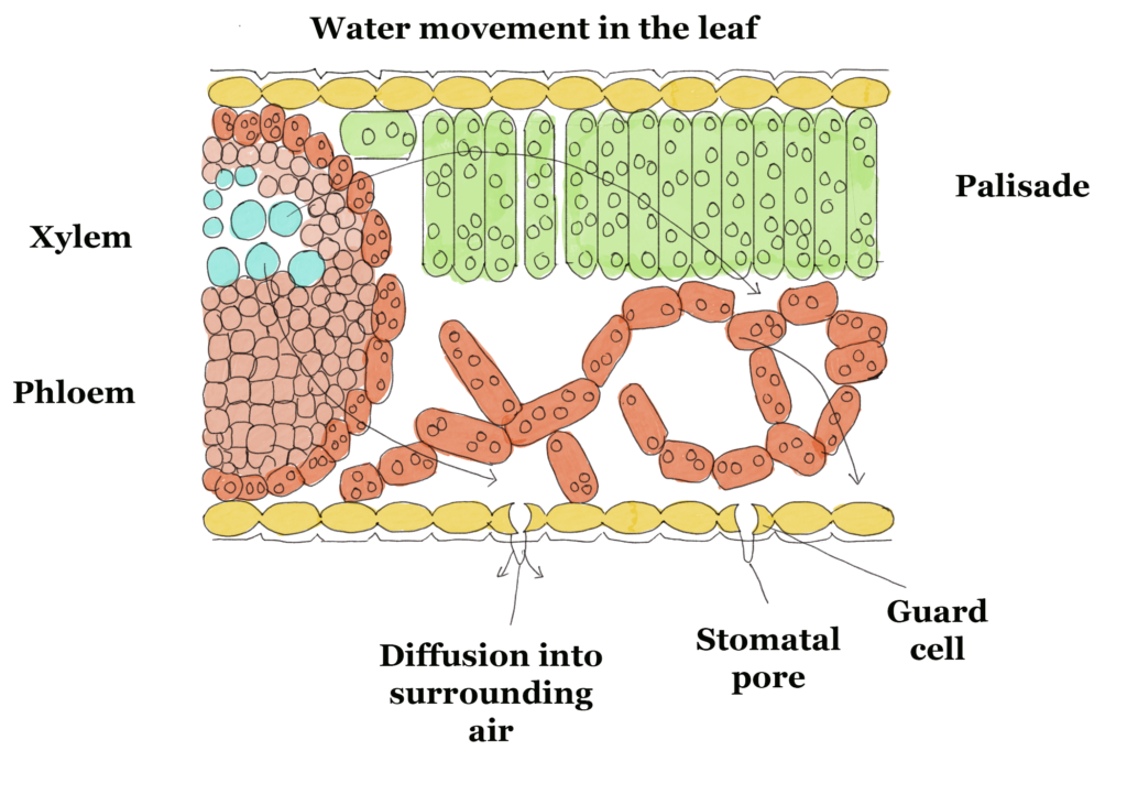 leaf-structure-types-functions-gcse-biology-revision