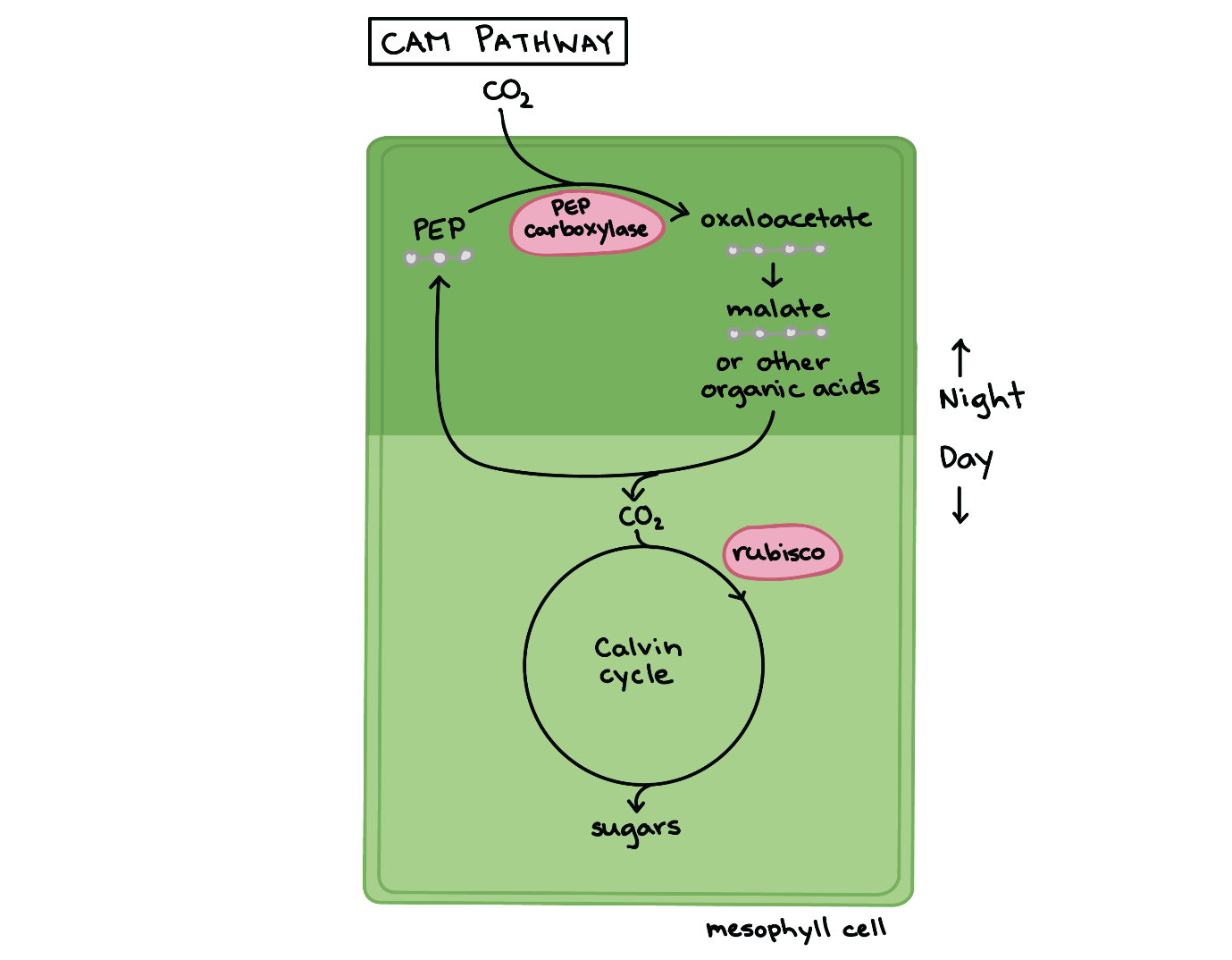 calvin-cycle-stages-adaption-a-level-biology-notes