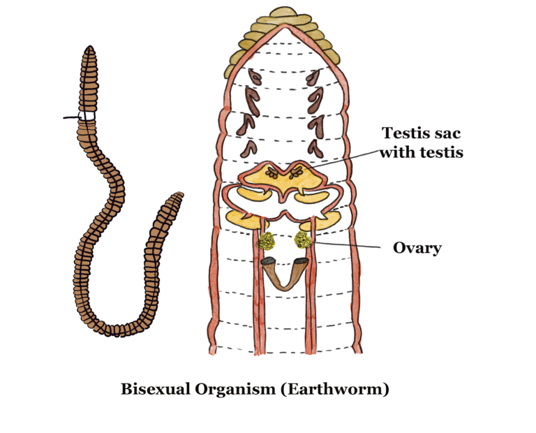 Sexual Reproduction Gcse Biology Revision Notes 7129