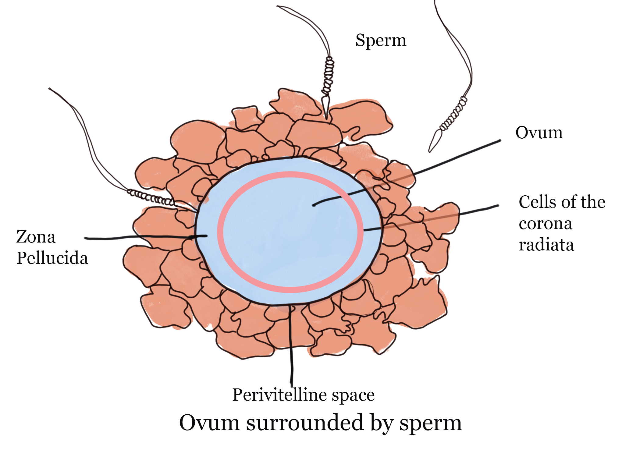 Name The Male And Female Gametes In Animals