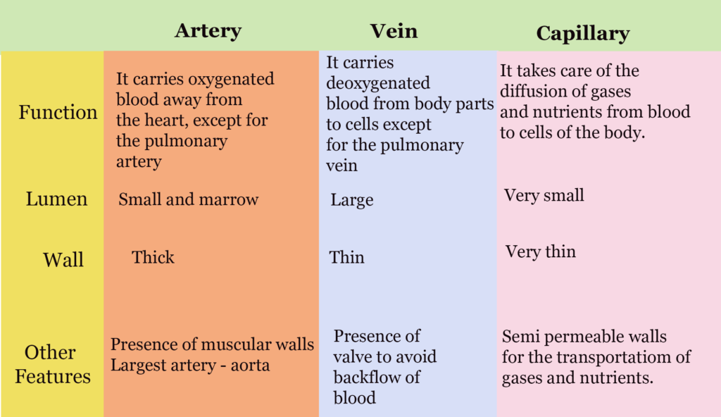 blood-vessels-types-layers-of-blood-vessels-carry-blood-away