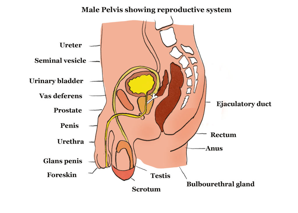 Structure Of Reproductive Organs | GCSE Biology Revision female pregnant body diagram 