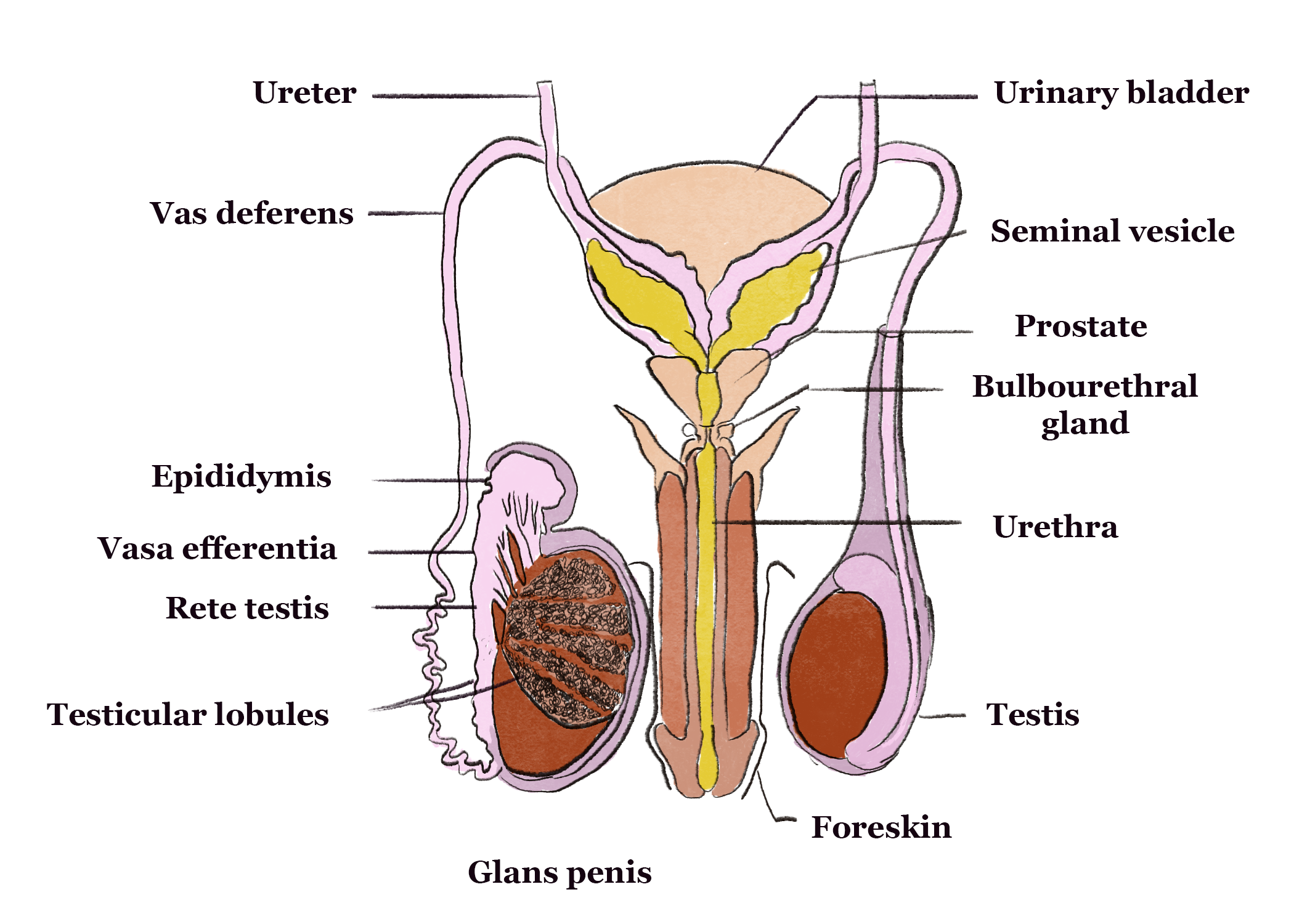 Structure Of Reproductive Organs | GCSE Biology Revision