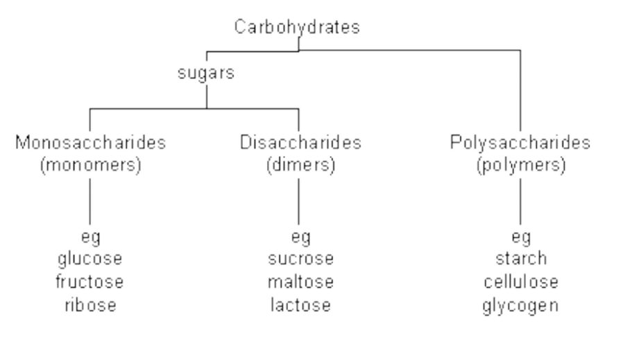 Difference between Sugar and Starch 