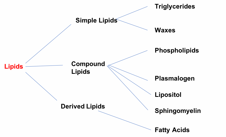 What Is Classification Of Lipids at Mary Ament blog