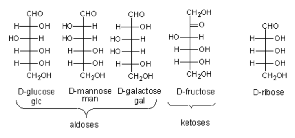 carbohydrate diagram structure