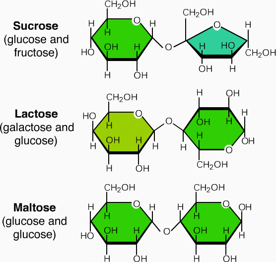 Structure And Function Of Carbohydrates Alevel Biology