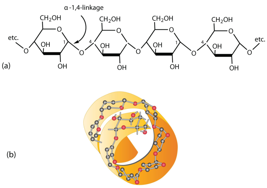 Polymer Of Carbohydrates Biology