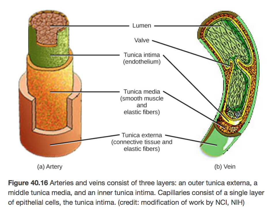 Structures Of Blood Vessels | A-Level Biology Revision Notes