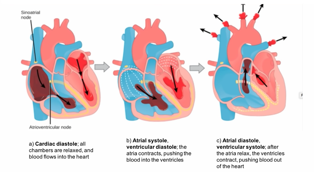 The Cardiac Cycle Diagram