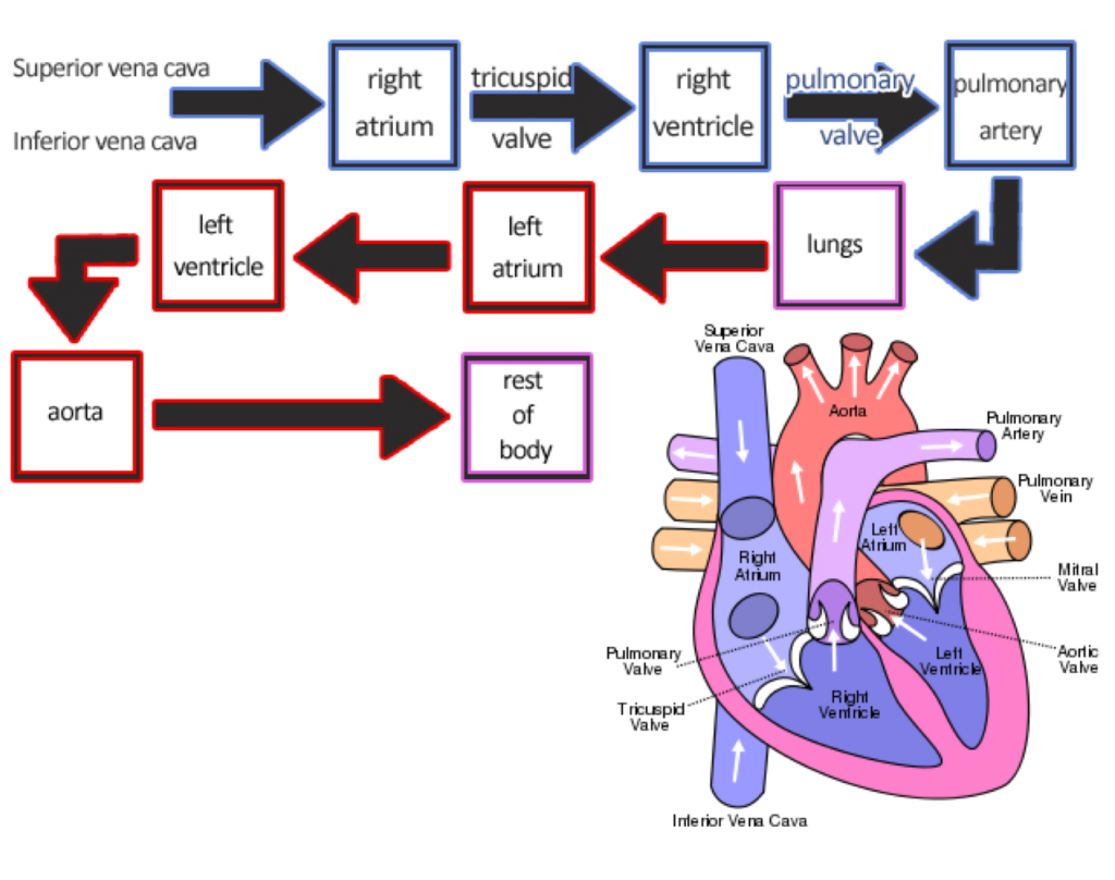 The Mammalian Heart | A-Level Biology Revision Notes