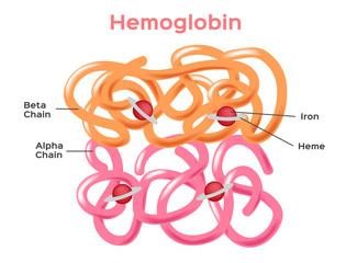 Haemoglobin – Structure And Function | A-Level Biology Revision Notes