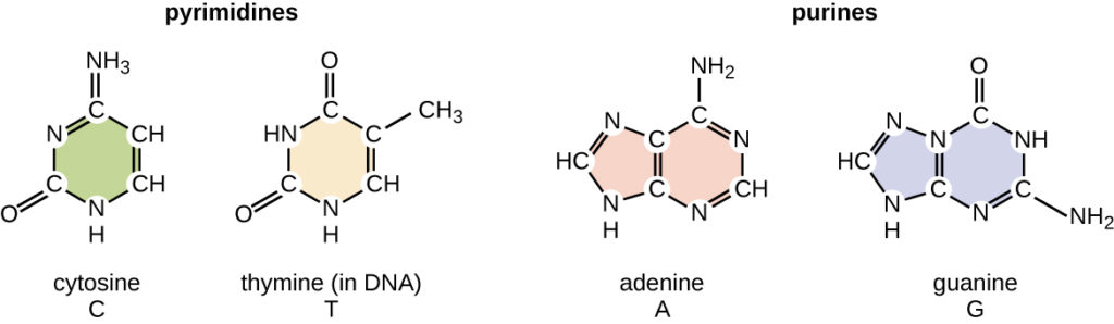 nucleotides-types-examples-functions-classification