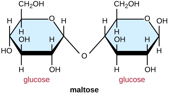 Maltose Structure Diagram