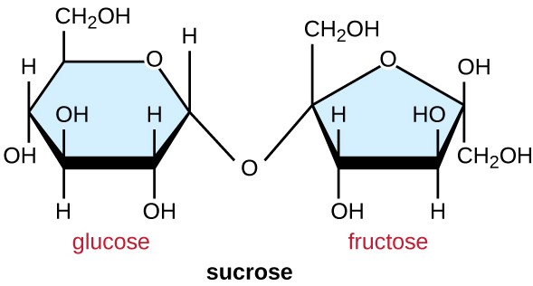 linear structure of maltose