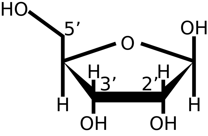 ribose structural formula