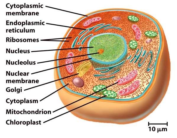 tour of eukaryotic cell
