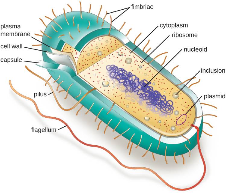 Prokaryotic Vs Eukaryotic | Differences, Structure & Capsule