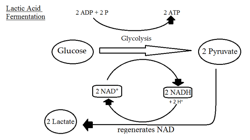 recommendation-yeast-fermentation-equation-lyfe-support-blogspot