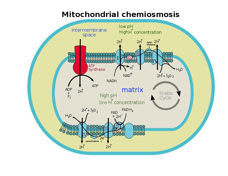 Chemiosmosis in Mitochondria