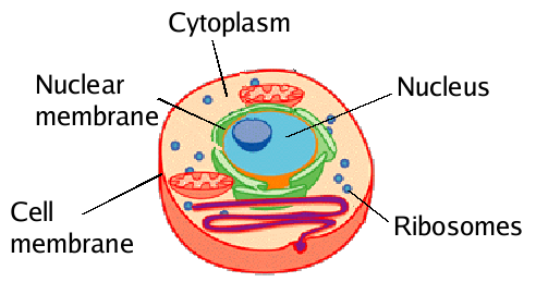 Ribosome Cross Section Microbiology Line Drawing