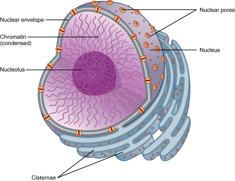 Nucleus | Structure, Membrane | GCSE Biology Revision