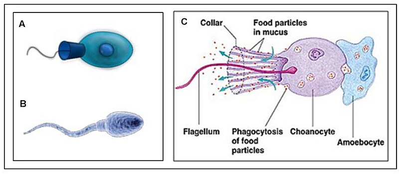 Sperm Cells Mature In