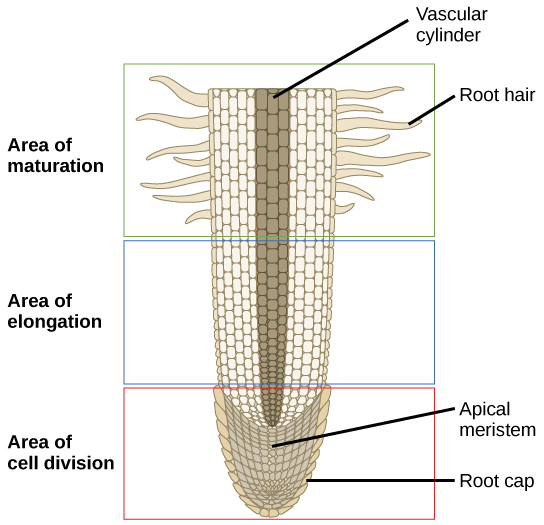 Root Hair Cells | Occurrence, Dimensions, Structure