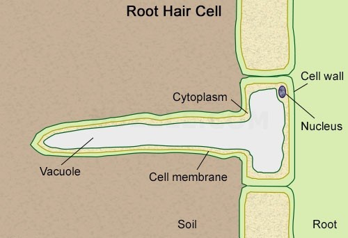Root Hair Cells | Occurrence, Dimensions, Structure