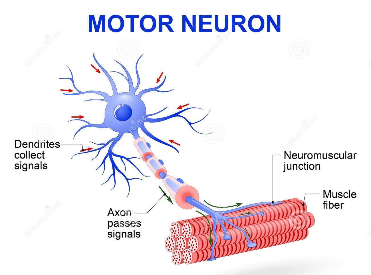 Myelinated Motor Neurons | Function, Location & Types
