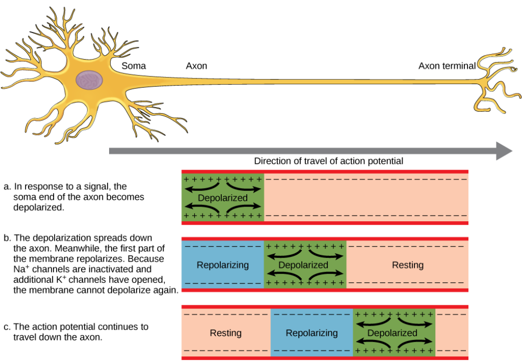 how does nerve impulse travel through neuron