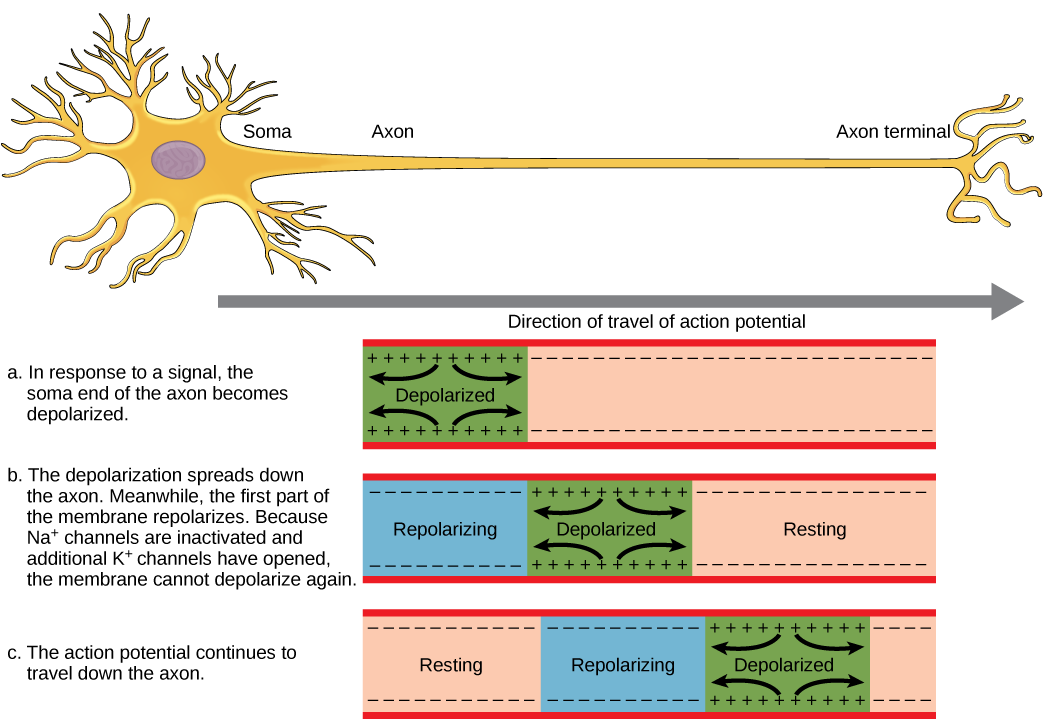 Nerve Impulse | Definition, Mechanism, Process & Types