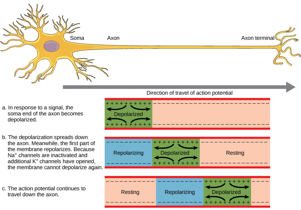 how does a nerve impulse travel between neurons