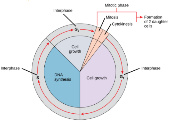 cell-division-cycle-errors-gcse-biology-revision