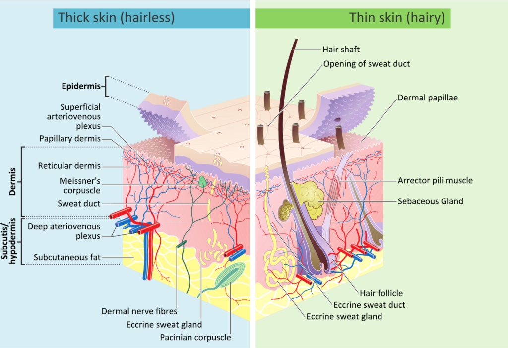 SEER Training Anatomy of the Skin